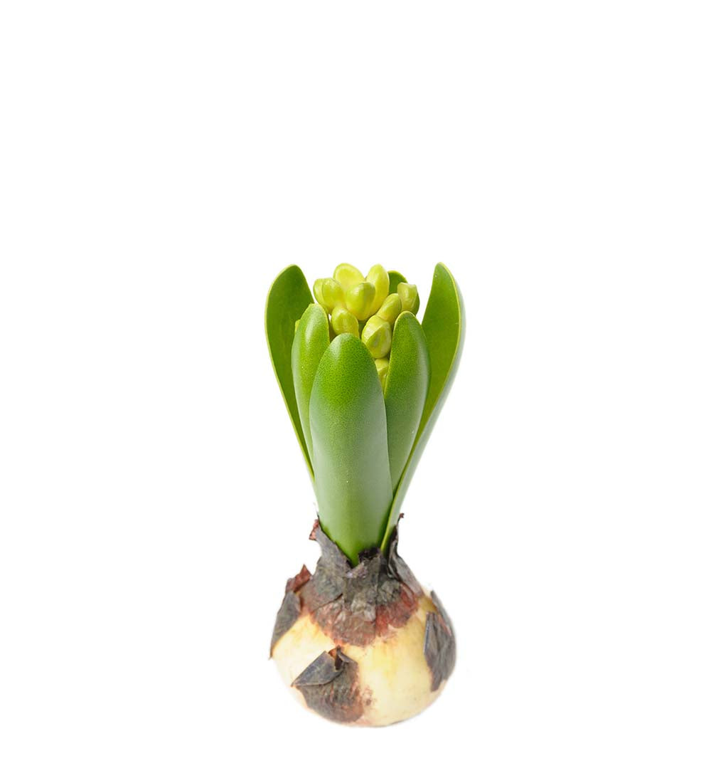 Mr Plant hyasintti 15 cm