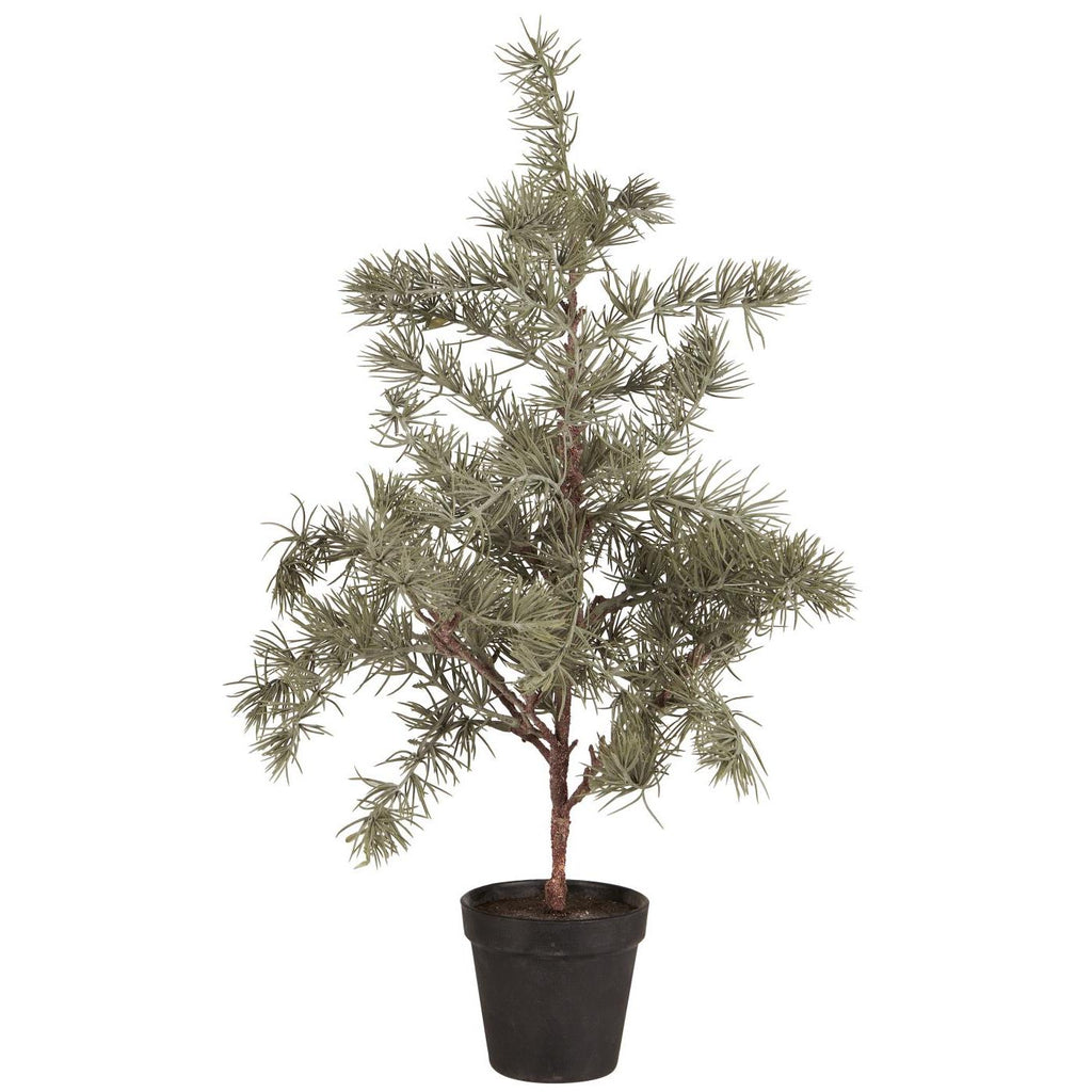 Ib Laursen koristepuu seetri 60 cm