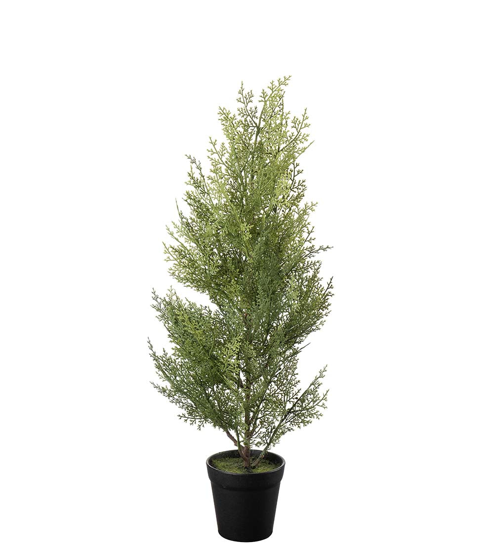Mr Plant sypressi ruukussa 65 cm