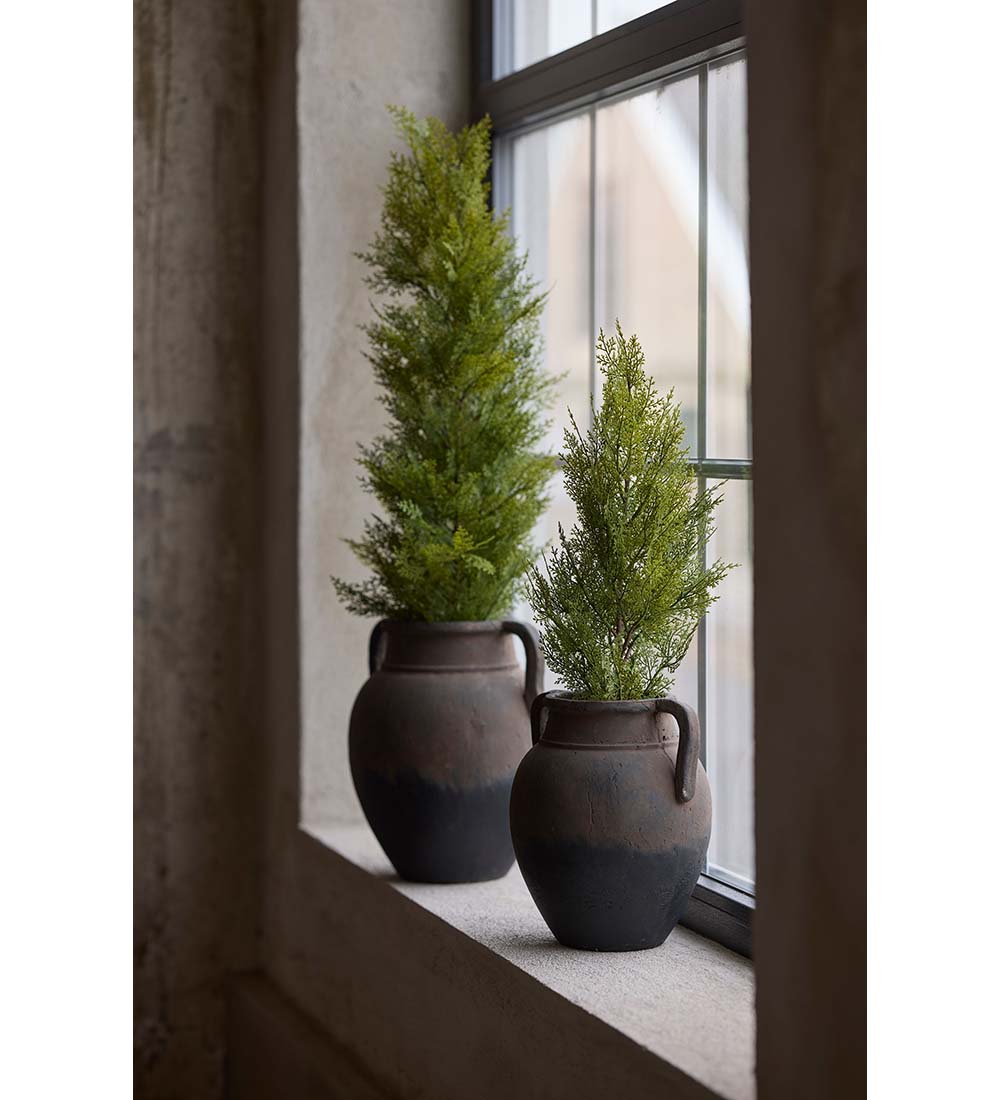 Mr Plant sypressi ruukussa 65 cm